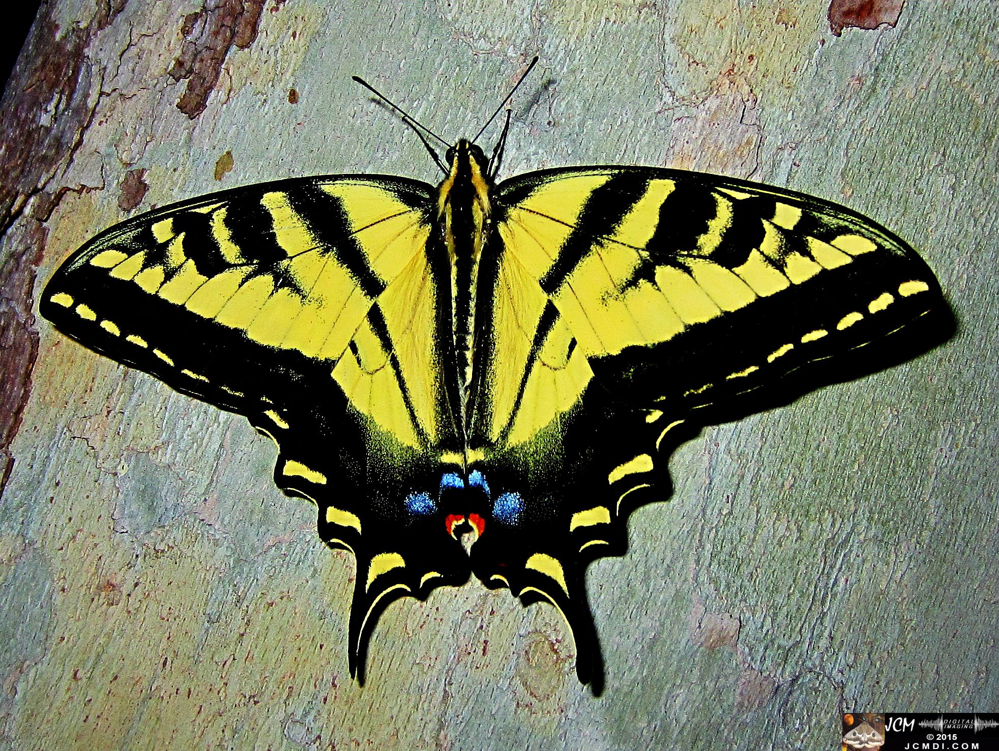 Western Tiger Swallowtail butterfly male on Sycamore Trunk jcmdi.com